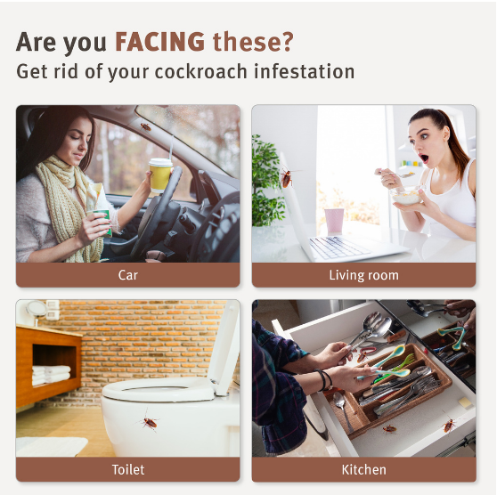 ARS White Cap Natural Cockroach Bait 8's [1519]